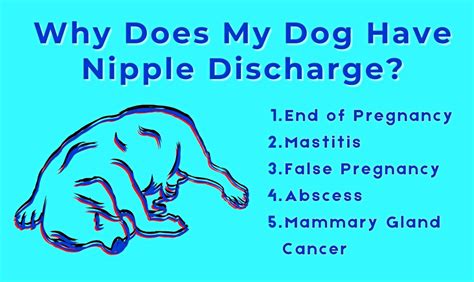 dog nipple discharge not pregnant|5 Potential Causes of Nipple Discharge in Dogs